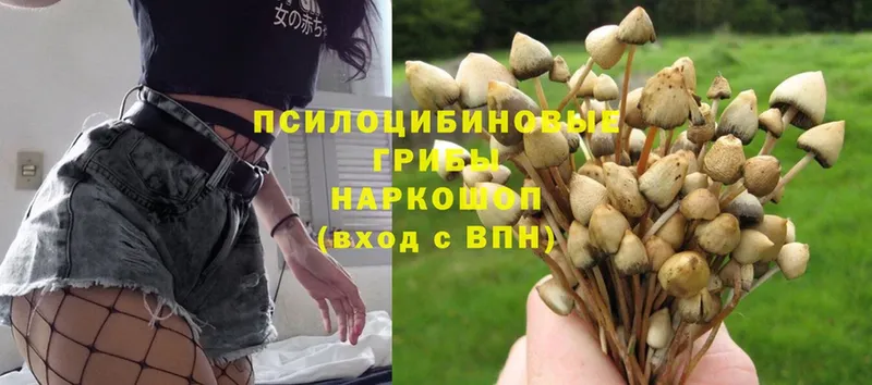 Галлюциногенные грибы Psilocybine cubensis  Ишимбай 